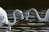 Flamingos Ras Al Khor