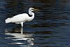 Great White Heron