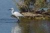 Little Egret