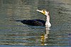 Socotra Cormorant