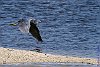 Western Reef Heron